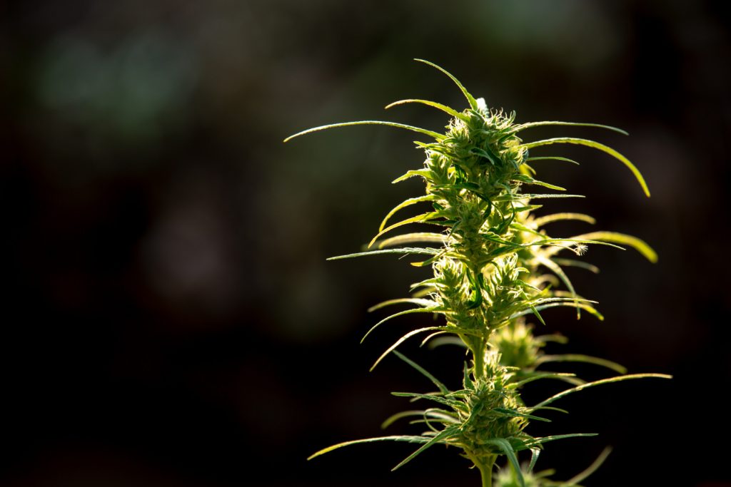 THCA Flower Growing