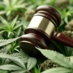 Is THCA Legal in Georgia? - Legality of THCA Hemp Flower