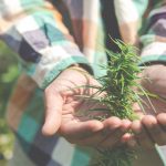 Is THCA Natural or Synthetic?