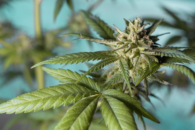 Close-up photo of cannabis plants in different stages of developing purple hues