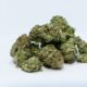 dirty sprite cannabis bud