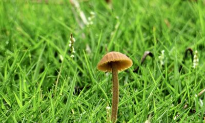 donny burger cannabis strain