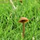 donny burger cannabis strain