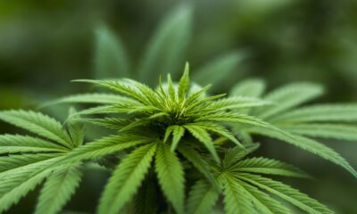 Donny Burger Strain: Your Definitive Guide to Effects and Cultivation