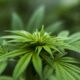 Donny Burger Strain: Your Definitive Guide to Effects and Cultivation