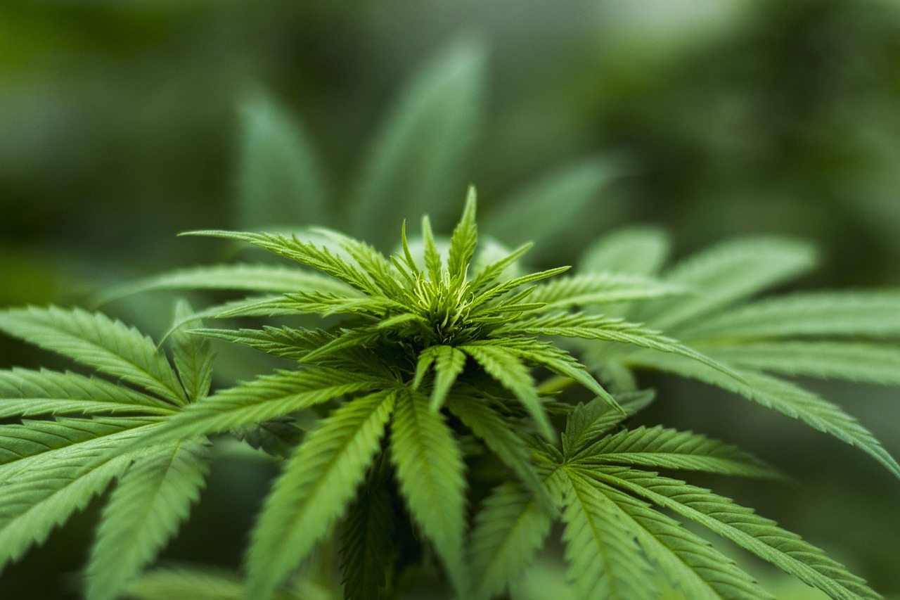 Donny Burger Strain: Your Definitive Guide to Effects and Cultivation