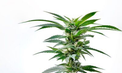Dr. Ganja: Navigating Online Hemp for Smart Consumers