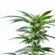 Dr. Ganja: Navigating Online Hemp for Smart Consumers