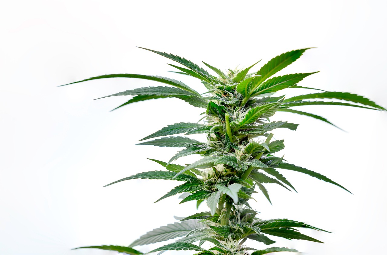 Dr. Ganja: Navigating Online Hemp for Smart Consumers