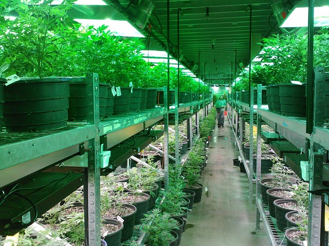 How do you cultivate Cookie Monster for maximum yield?