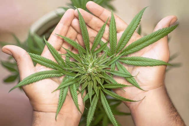 How do you grow Bubble Gum Runtz successfully?