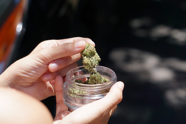 Hands holding a glass jar inspecting a cannabis bud