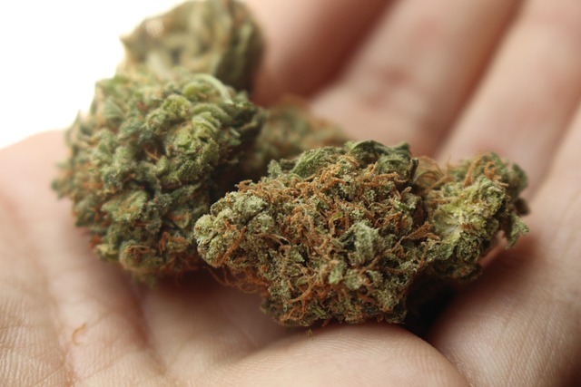 Dried cannabis buds held in a person's hand