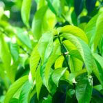mango kush plant