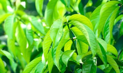 mango kush plant