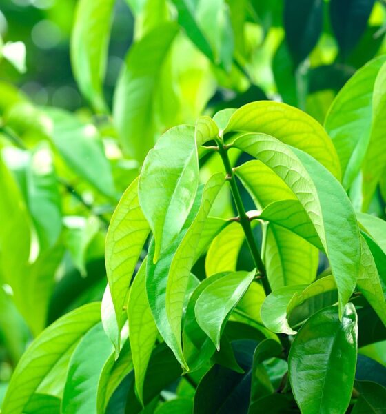 mango kush plant