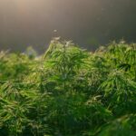 memory loss cannabis strain