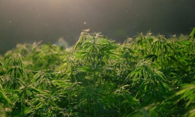 memory loss cannabis strain