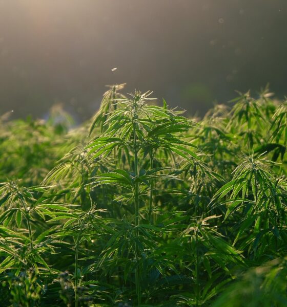 memory loss cannabis strain