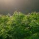 memory loss cannabis strain