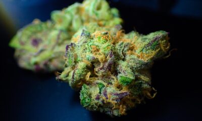 Memory Loss Strain: Unveiling This Paradoxical Cannabis Hybrid