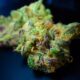 Memory Loss Strain: Unveiling This Paradoxical Cannabis Hybrid