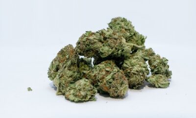 obama runtz cannabis flower