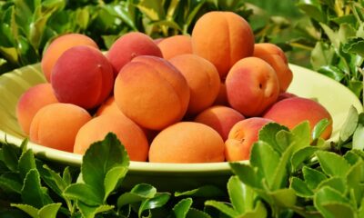 Peach Rings Strain: Unpacking the Sweet Hybrid Sensation