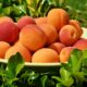 Peach Rings Strain: Unpacking the Sweet Hybrid Sensation