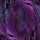 purple runtz strain