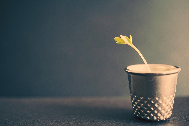 A small seedling growing inside a metal thimble