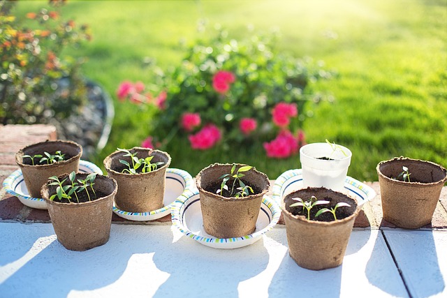Step-by-step grow guide for Dirty Sprite