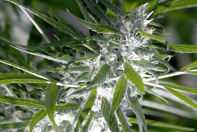 Close-up of a flowering cannabis plant with trichome-covered buds