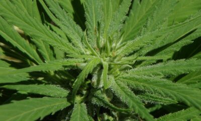 Biscotti Strain: A Deep Dive into Its Effects and Cultivation