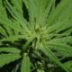 Biscotti Strain: A Deep Dive into Its Effects and Cultivation