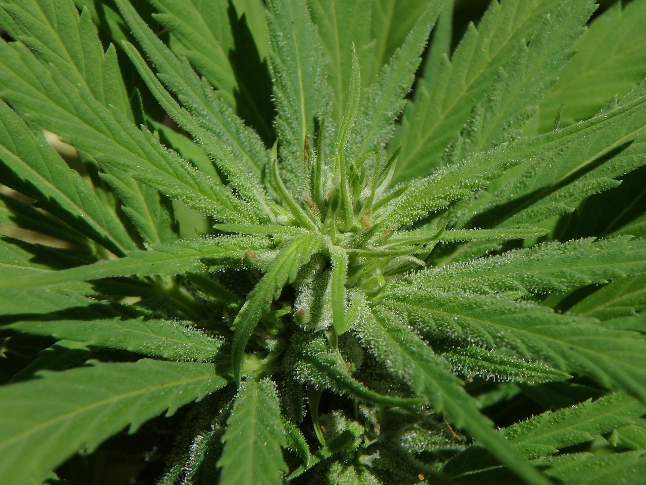 Biscotti Strain: A Deep Dive into Its Effects and Cultivation