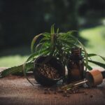 CBD vape carts