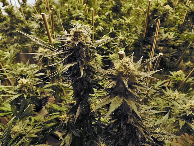 Cannabis plants growing indoors with bamboo support stakes
