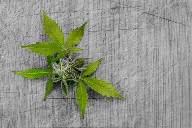 How do you grow the Biscotti strain for optimal yields?