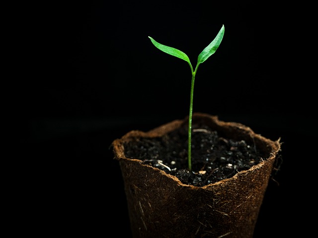 How to grow Rainbow Belts strain step by step