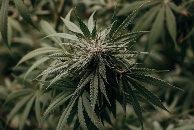 Infographic comparing cannabis extract types: Live Resin, Melted Diamonds, Hash Rosin, and Distillate