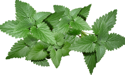 Petra Mints: A Modern Approach to Cannabis Consumption
