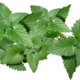 Petra Mints: A Modern Approach to Cannabis Consumption