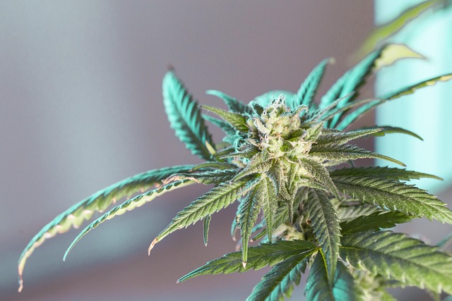 A close-up view of a flowering cannabis plant bud