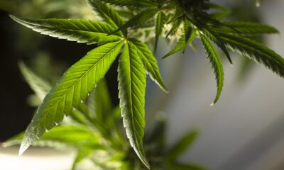 DNA Genetics: Unlocking Value in Premium Cannabis Strains