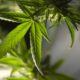 DNA Genetics: Unlocking Value in Premium Cannabis Strains