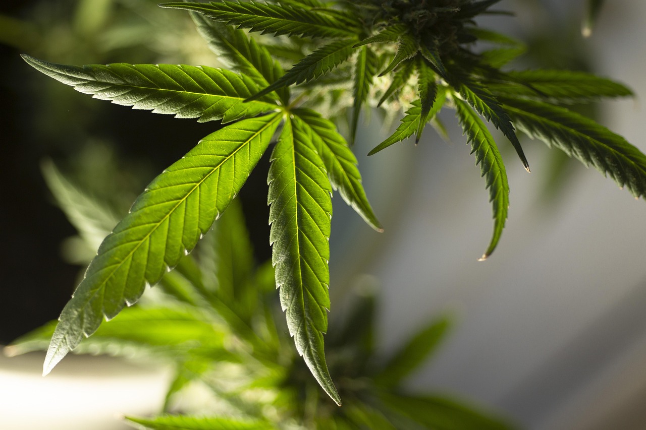 DNA Genetics: Unlocking Value in Premium Cannabis Strains