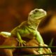 green dragon cbd products