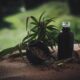Green Dragon CBD: Your Guide to Products and Potency