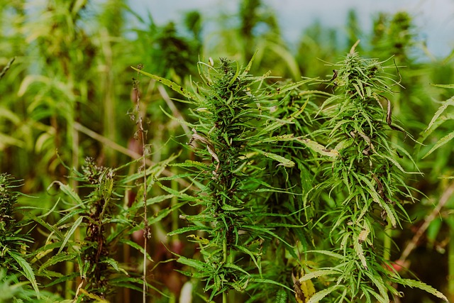 Marijuana lawyer explaining complex federal and state cannabis laws to a client